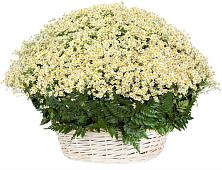 Цветочная композиция из Ромашки в корзине #REPLACE_PRED# Райчихинске